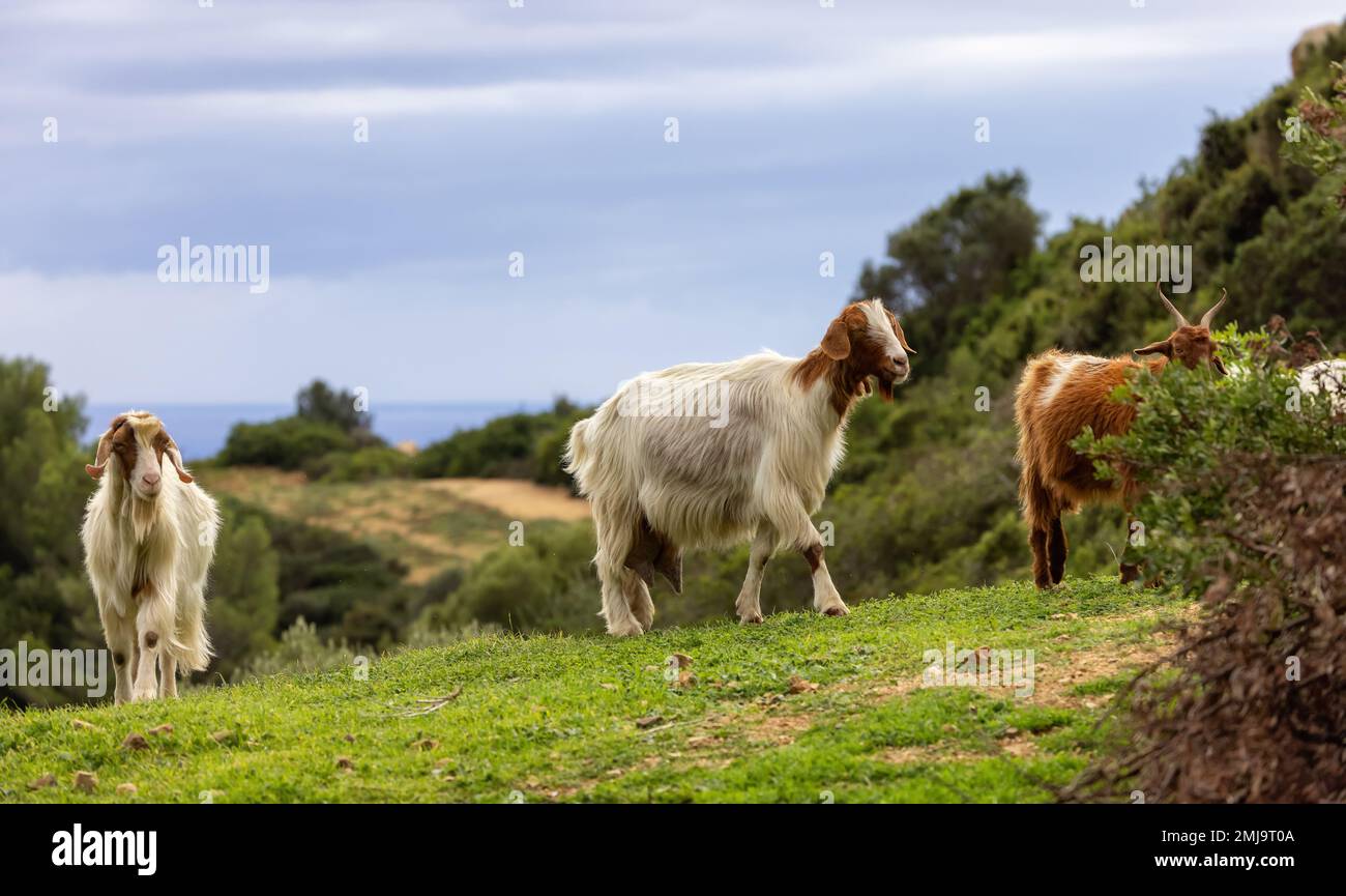 Herd of Sheep on the green grass by the Sea Coast. Sardinia, Italy. Stock Photo