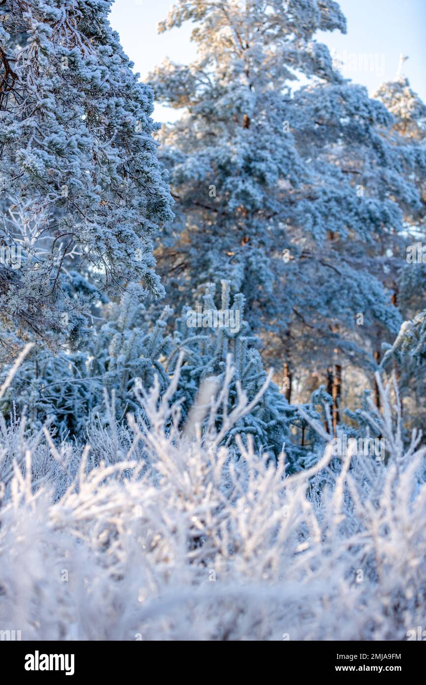 Winter landscape with forest, trees covered snow and sunrise at morning ...