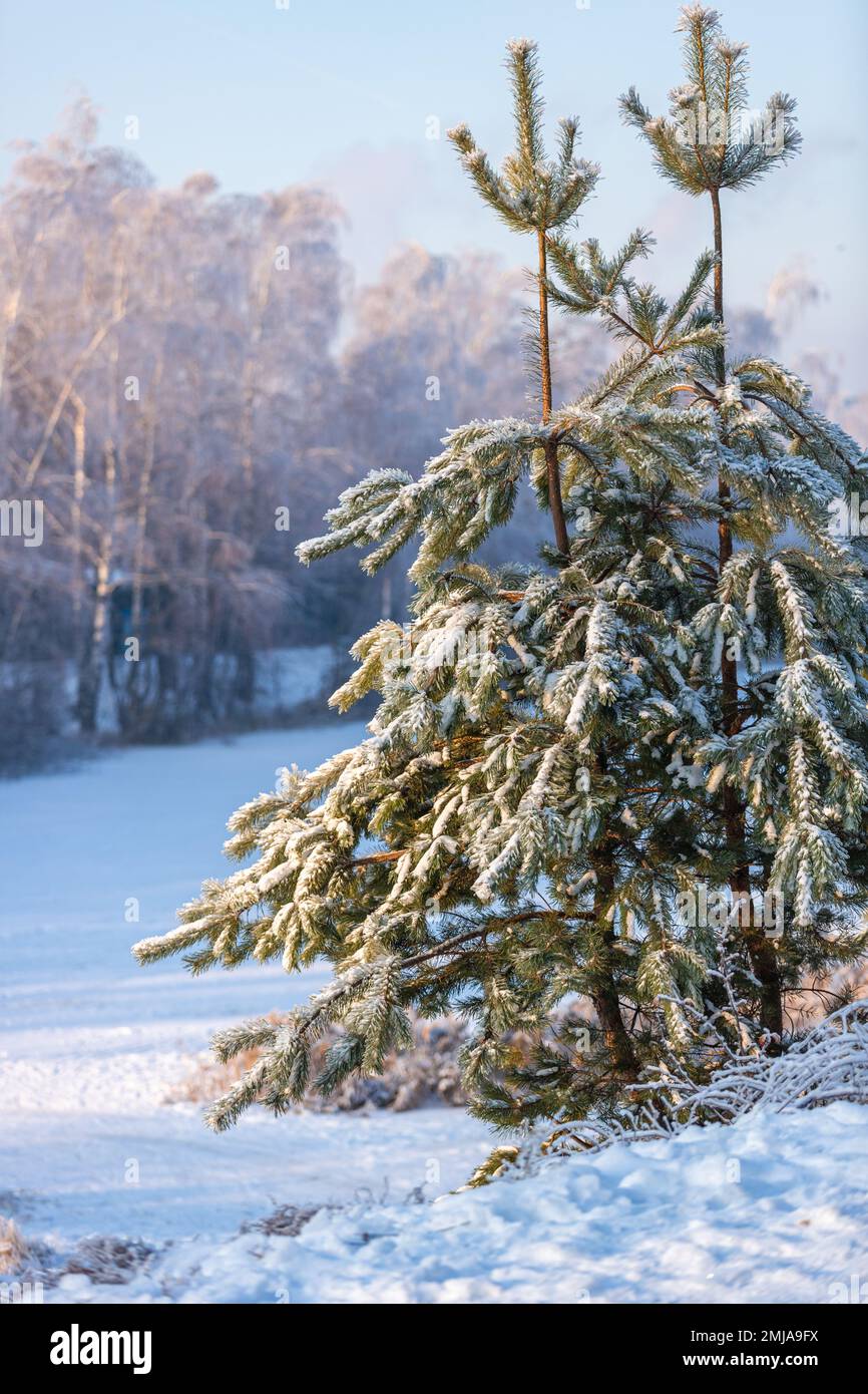 Winter landscape with forest, trees covered snow and sunrise at morning ...