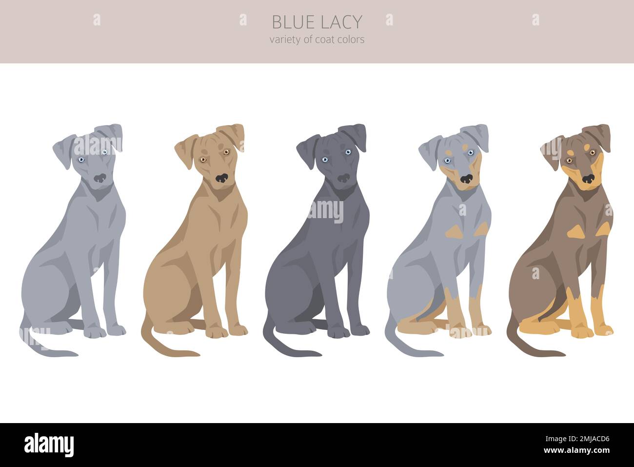 Blue Lacy clipart. Different coat colors and poses set. Vector ...