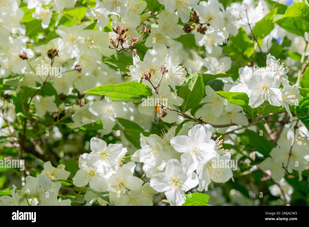 Beautiful bloom of white jasmine flowers on the branches Stock Photo
