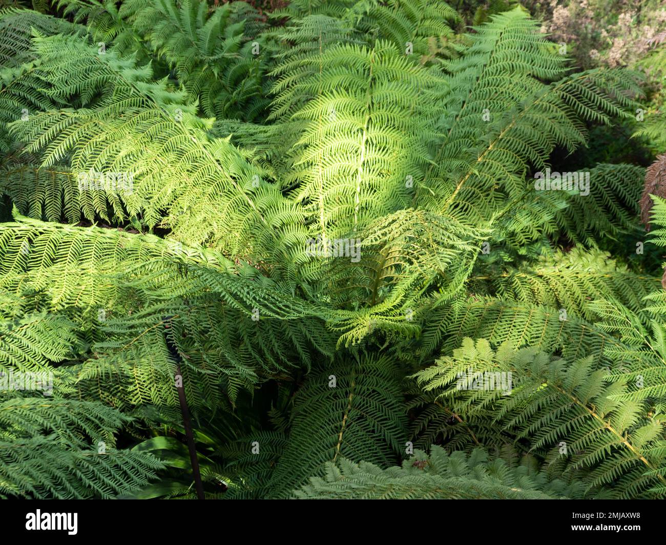 Beautiful green fern leaves, many fronds, full frame green Stock Photo