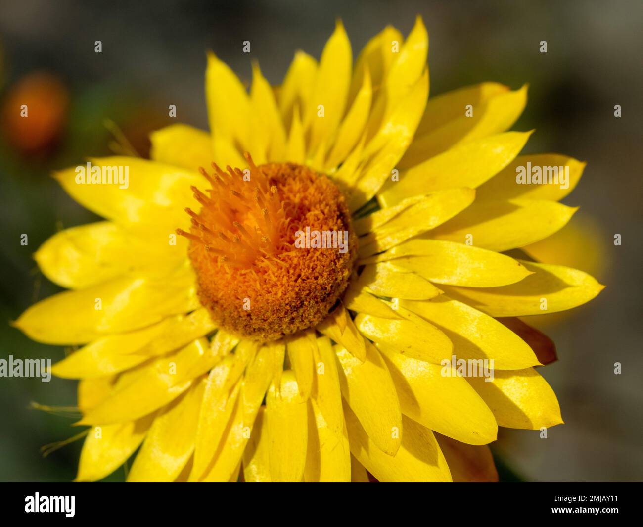Sunny Yellow Paper Daisy or Strawflower Stock Photo