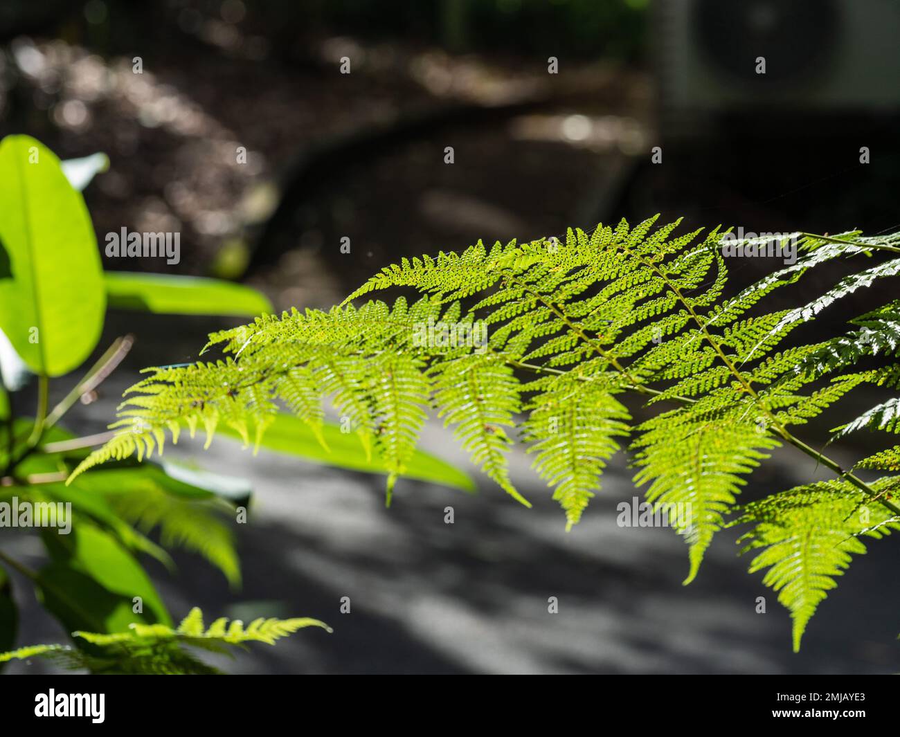Beautiful green fern leaves delicate and lacy,  highlighted by the sunlight On a dark grey background Stock Photo
