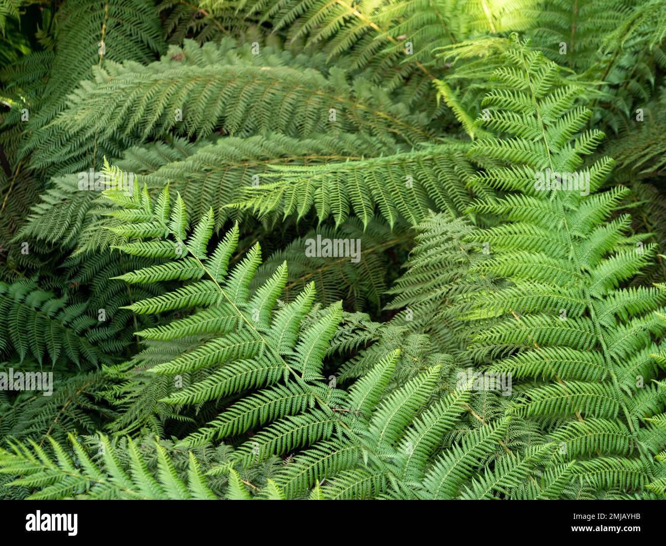 Beautiful green fern leaves, many fronds, full frame green, natural patterns Stock Photo