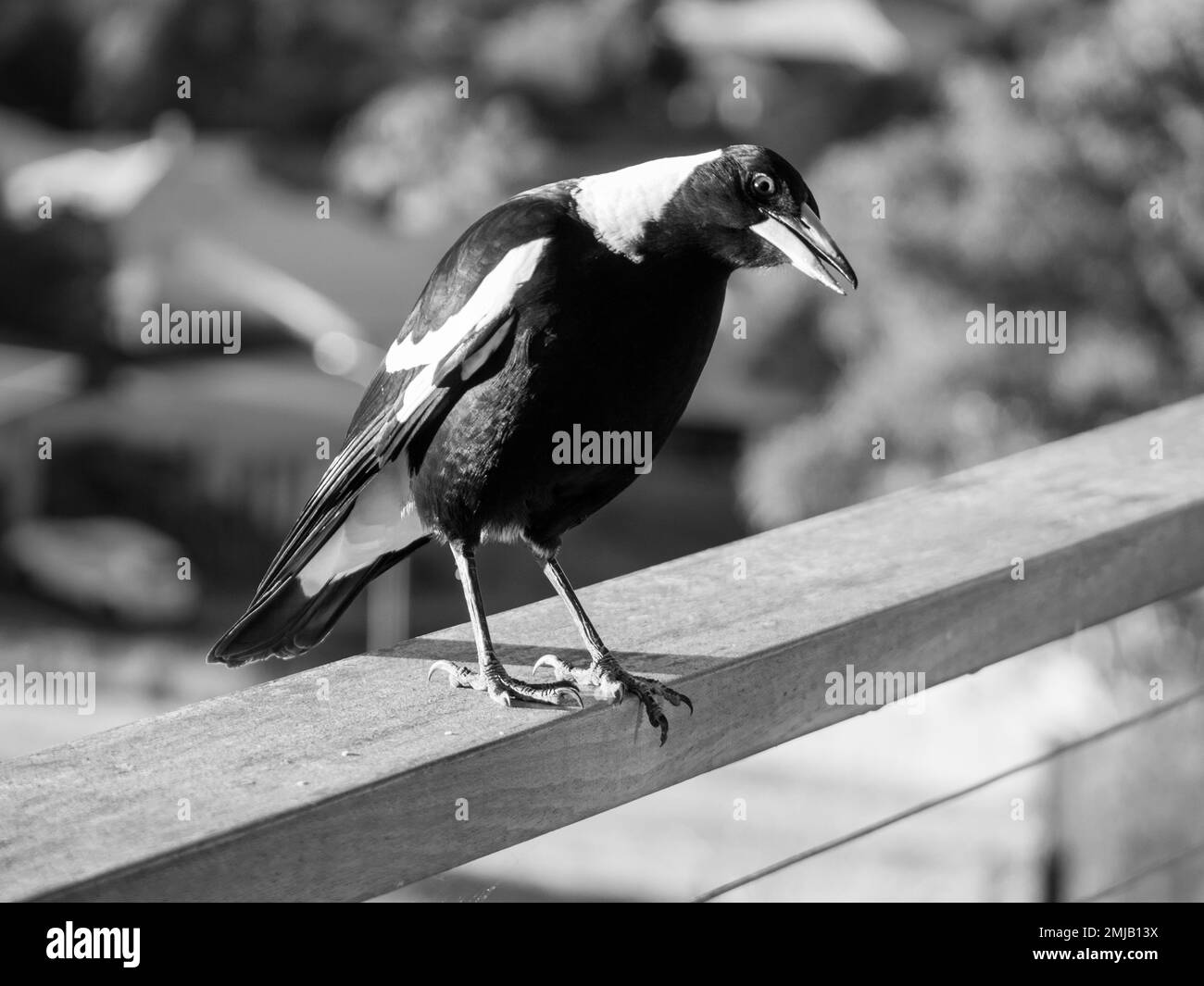 Australian native birds Black and White Stock Photos & Images - Alamy