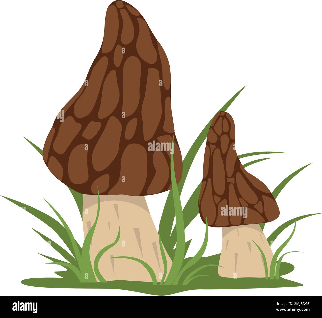 False morel Stock Vector Images - Alamy