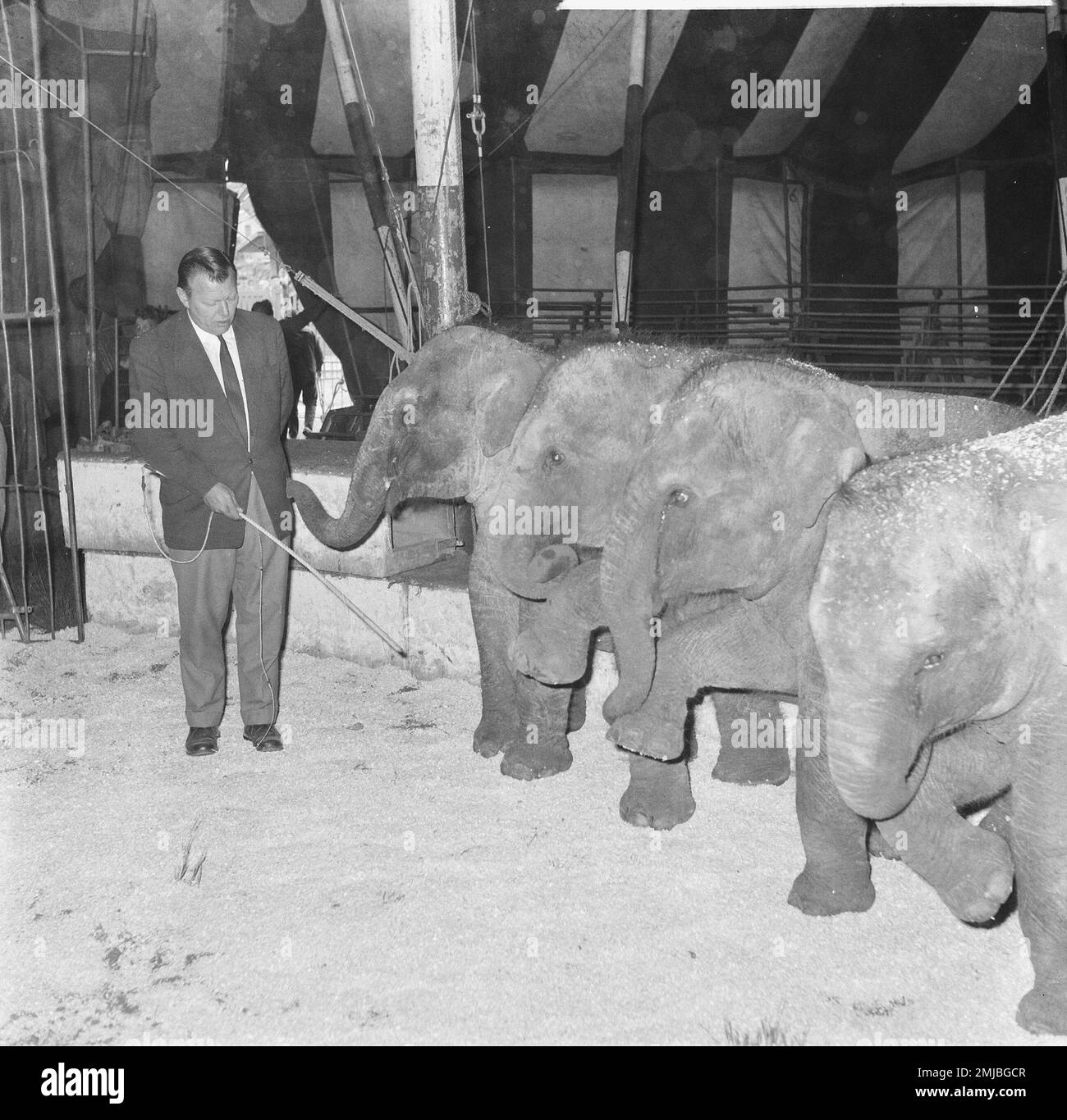 Netherlands History: Circus elephants with Circus Boltini ca. July 1962 Stock Photo