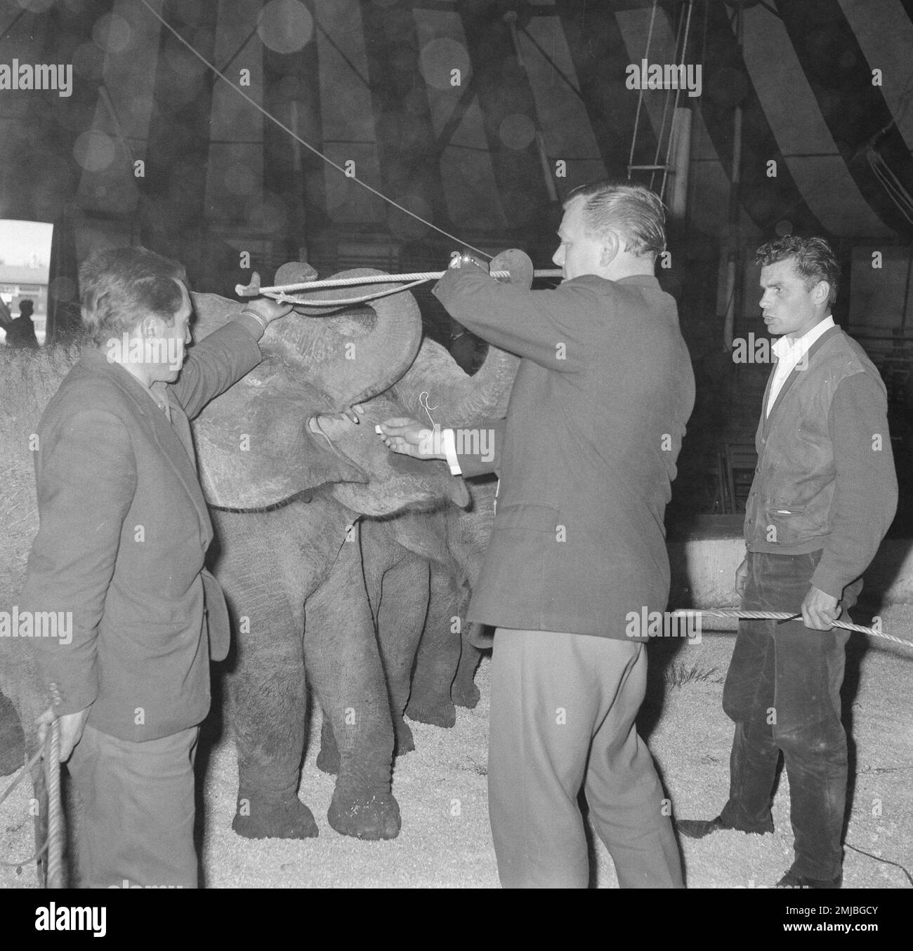 1960s circus elephant hires stock photography and images Alamy