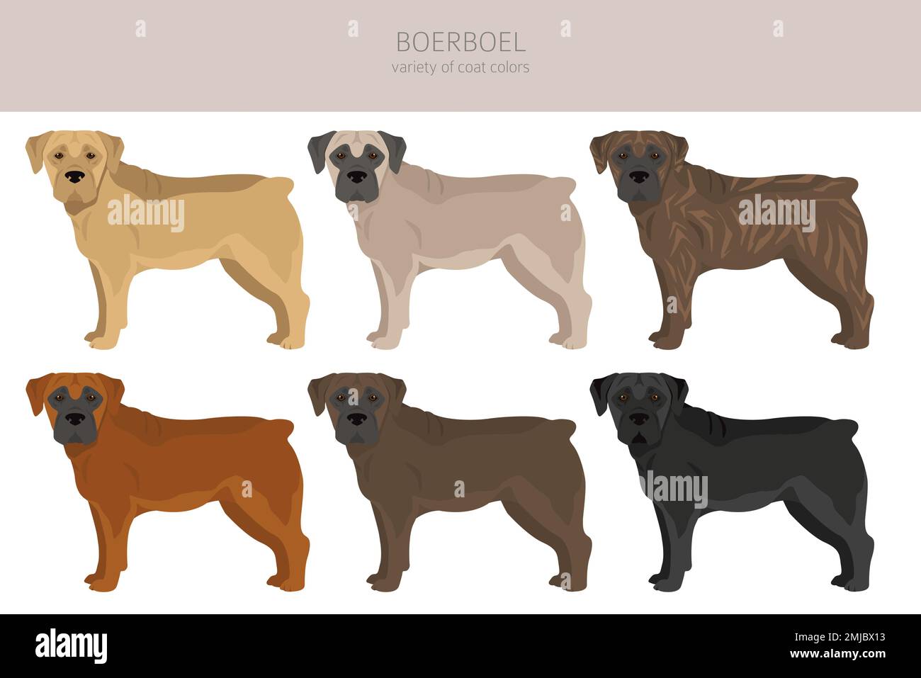 boerboel-dog-stock-vector-images-alamy