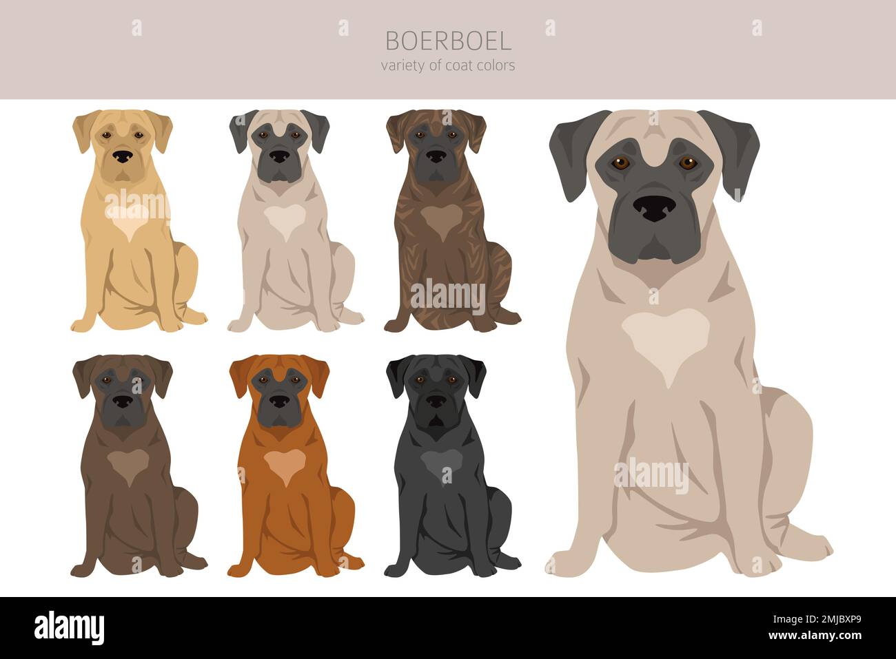 Boerboels hi res stock photography and images Alamy