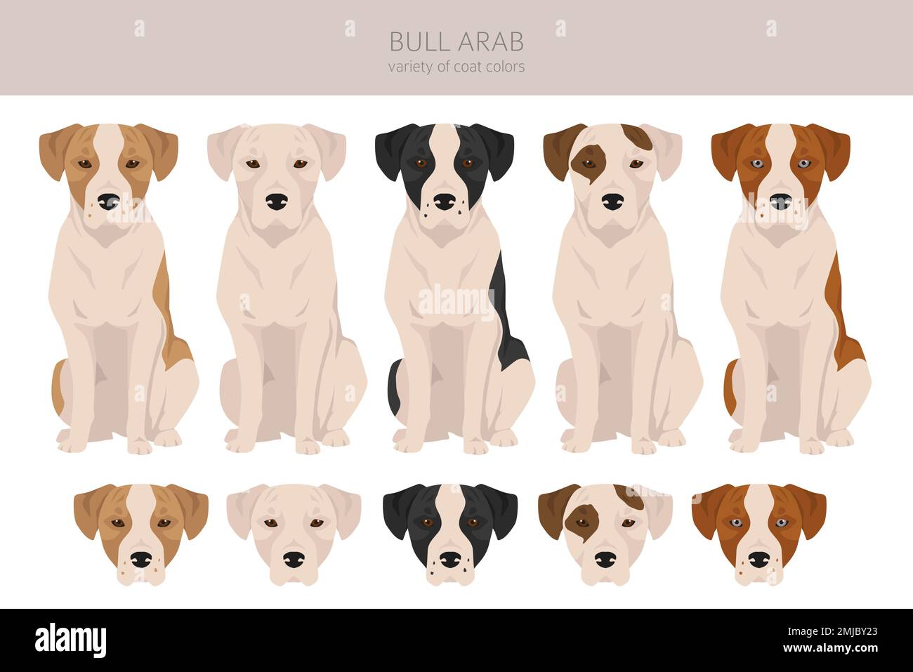 Bull Arab clipart. Different coat colors and poses set. Vector ...