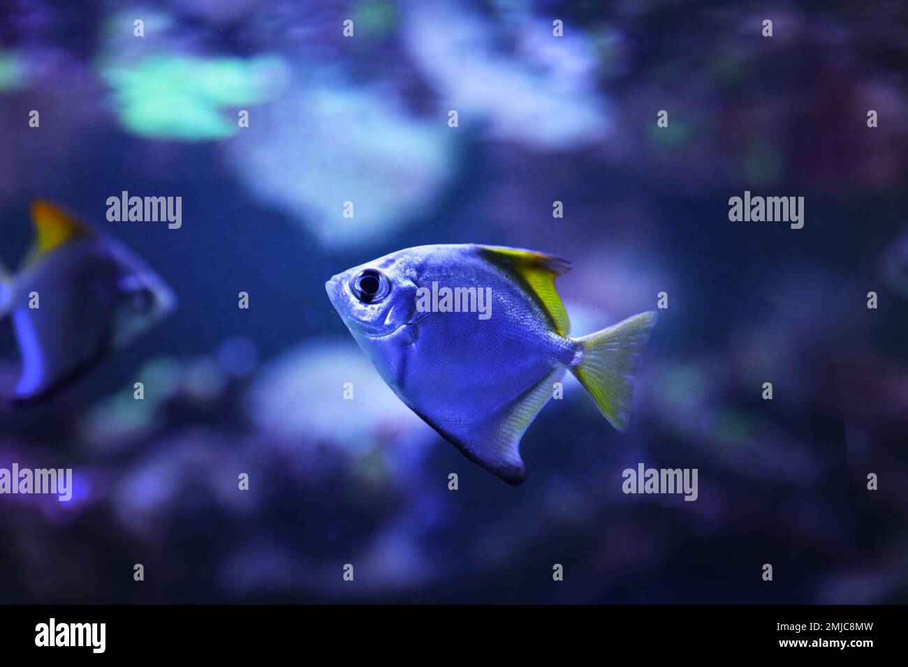 Beautiful silver moony fish in clear aquarium Stock Photo