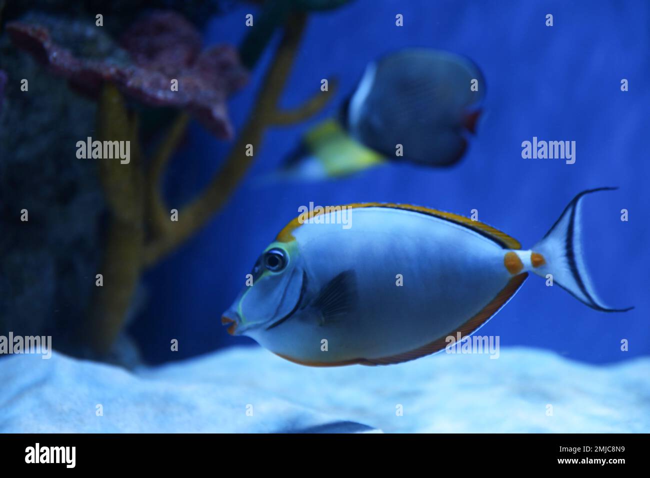 Beautiful achilles tang fish in clear aquarium Stock Photo