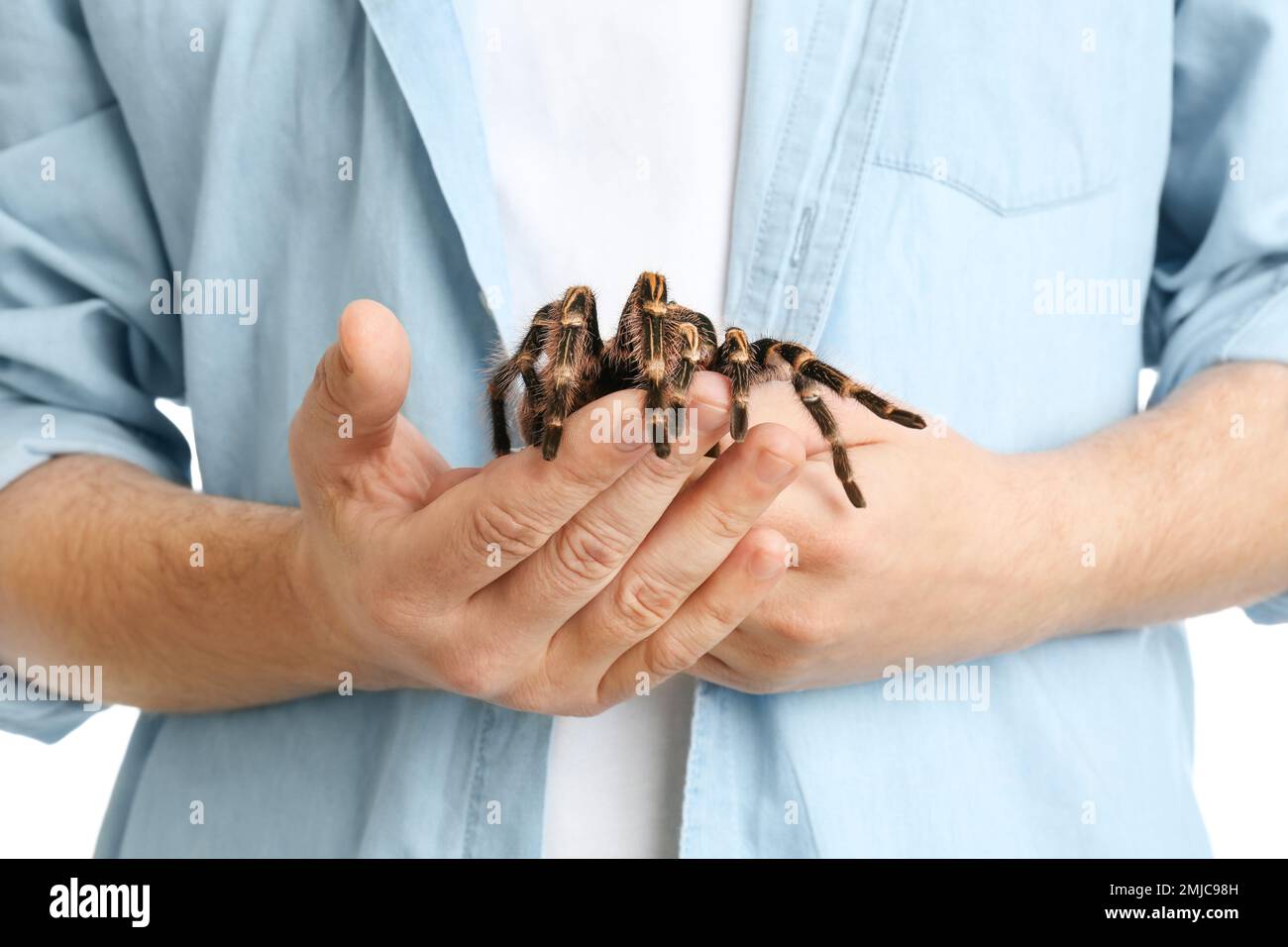 Man holding hairy striped knee tarantula, closeup Stock Photo