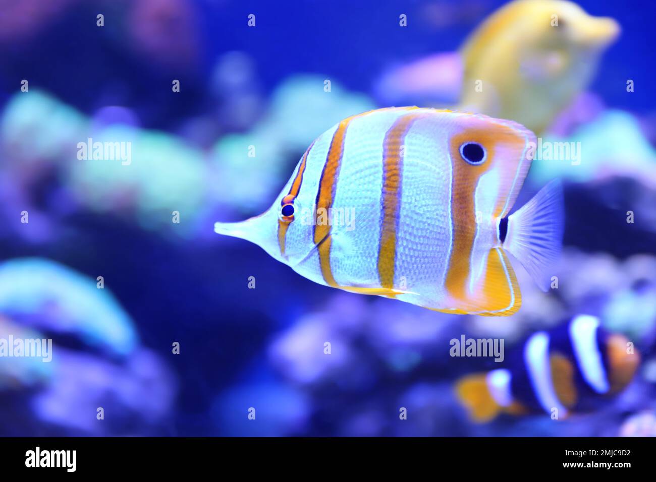 Beautiful copper banded butterfly fish in clear aquarium water Stock