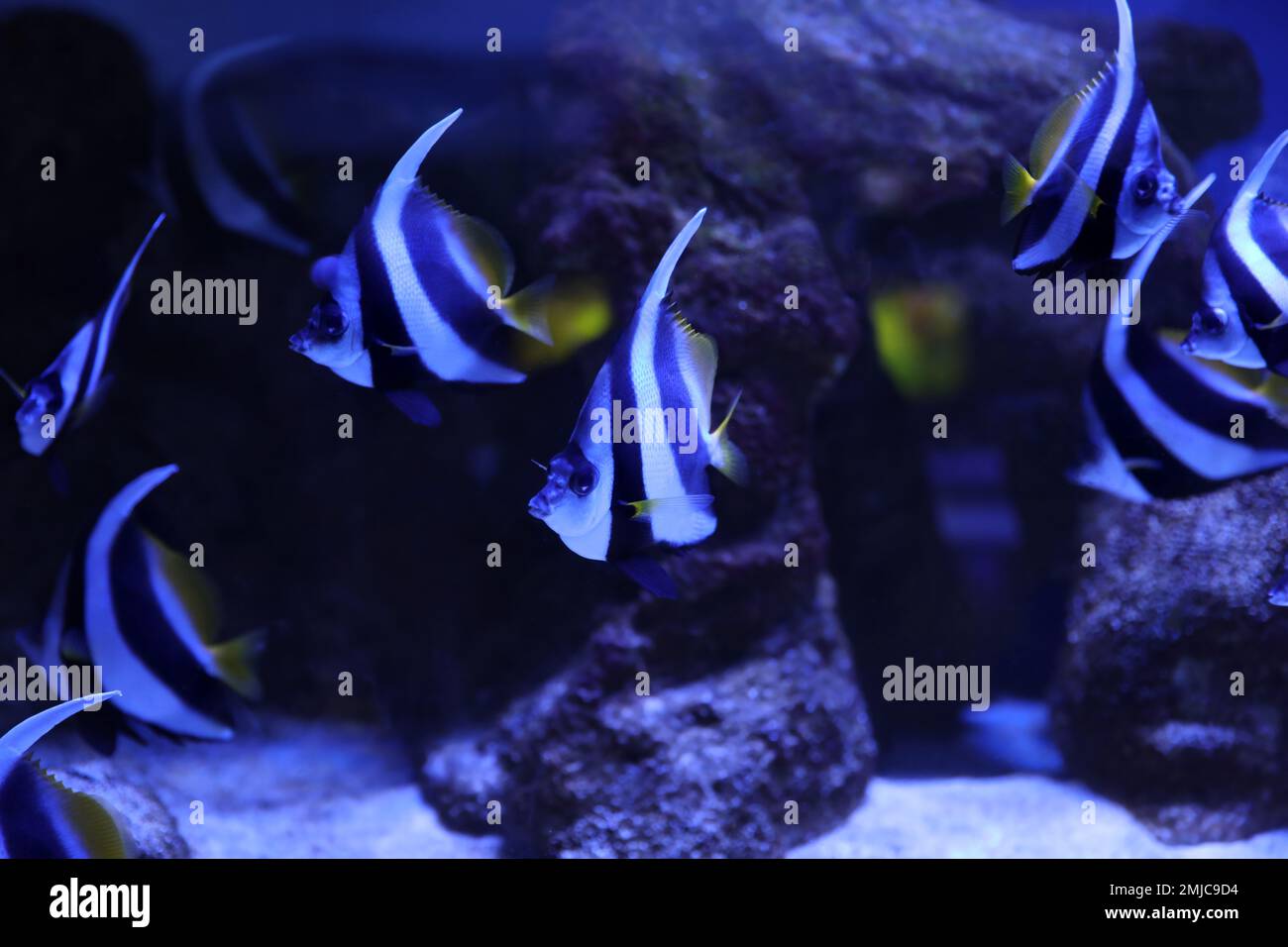 Beautiful Moorish idol fish in clear aquarium water Stock Photo