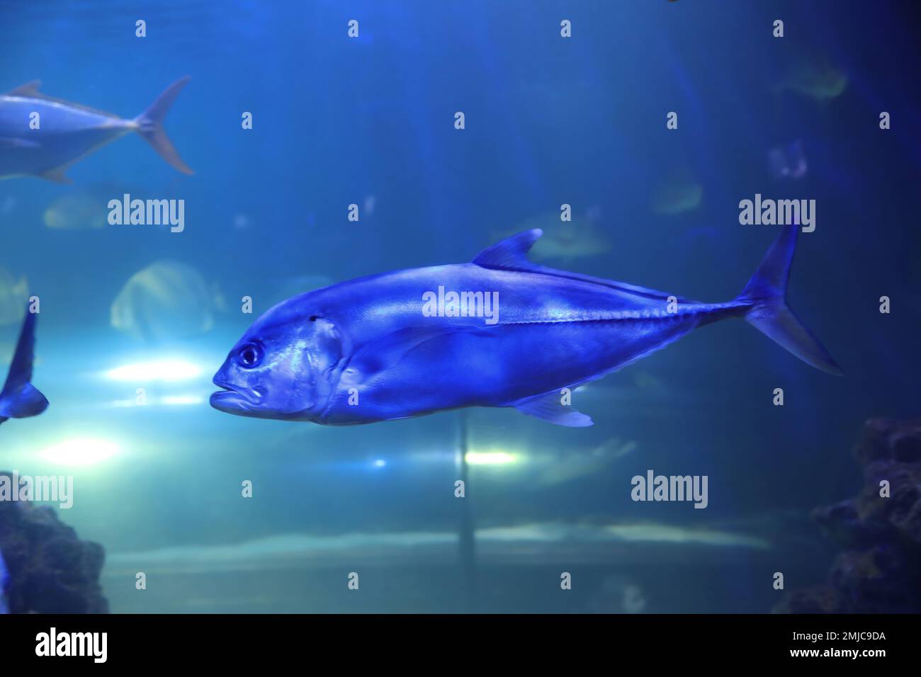 Tuna fish swimming in clear aquarium water Stock Photo Alamy