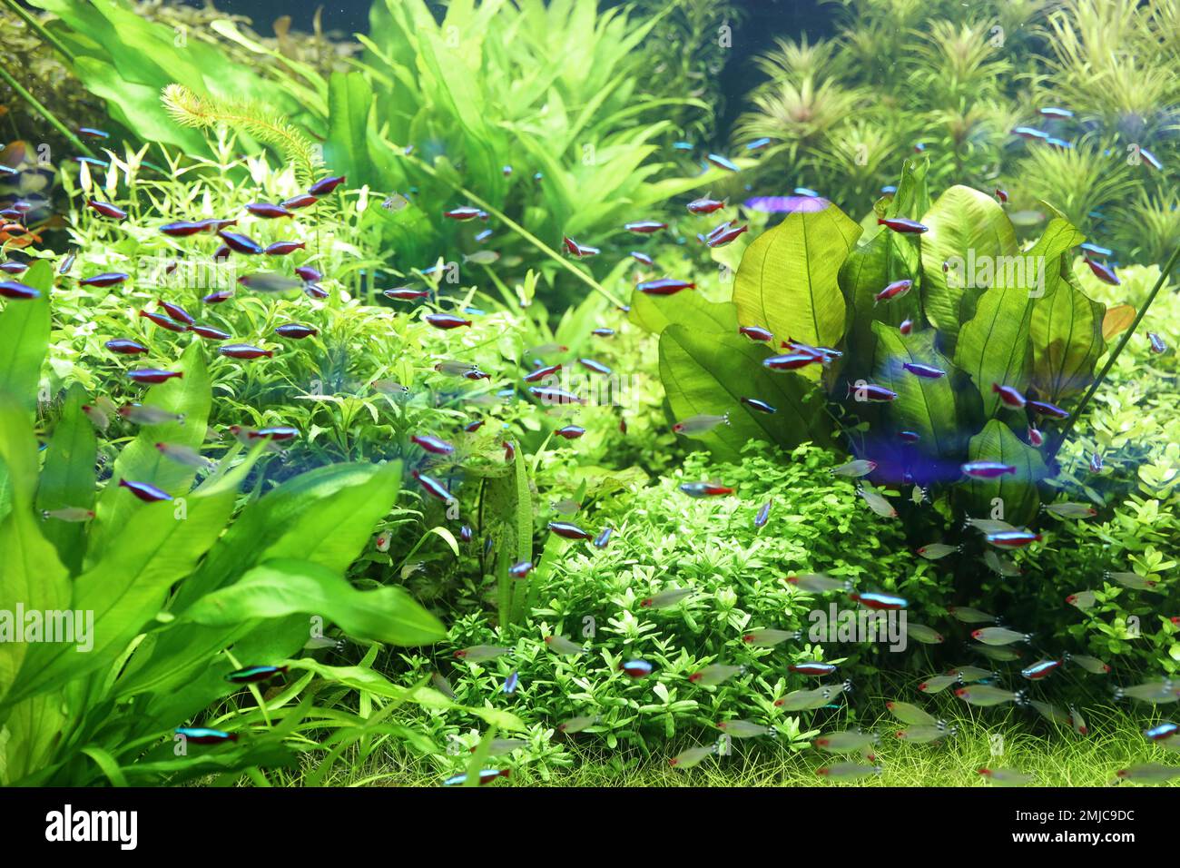 Beautiful neon tetra fish in clear aquarium water Stock Photo
