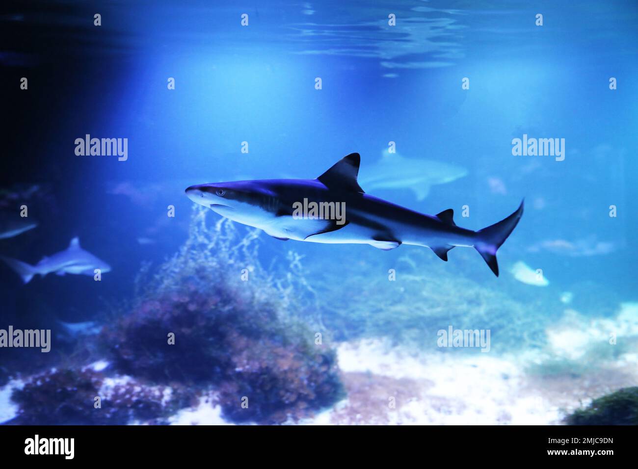 Photo inspiration: Visual Reference: Small Blue Shark In Clear Aquarium Water Elasmobranch Fish Stock
