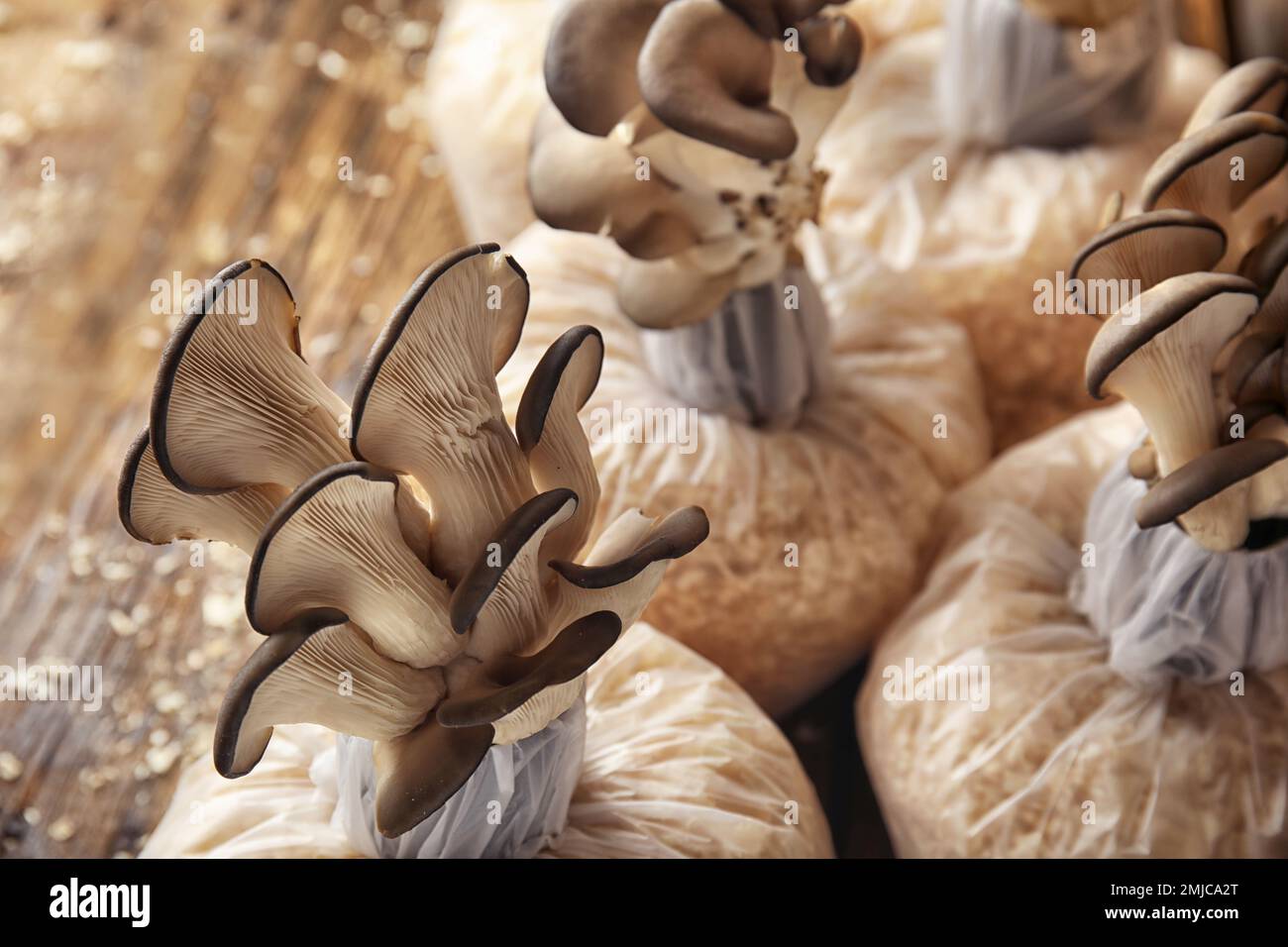 Oyster mushrooms growing in sawdust on wooden table. Cultivation of fungi Stock Photo
