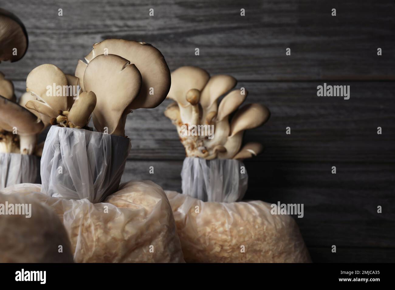 Oyster mushrooms growing in sawdust on dark wooden background