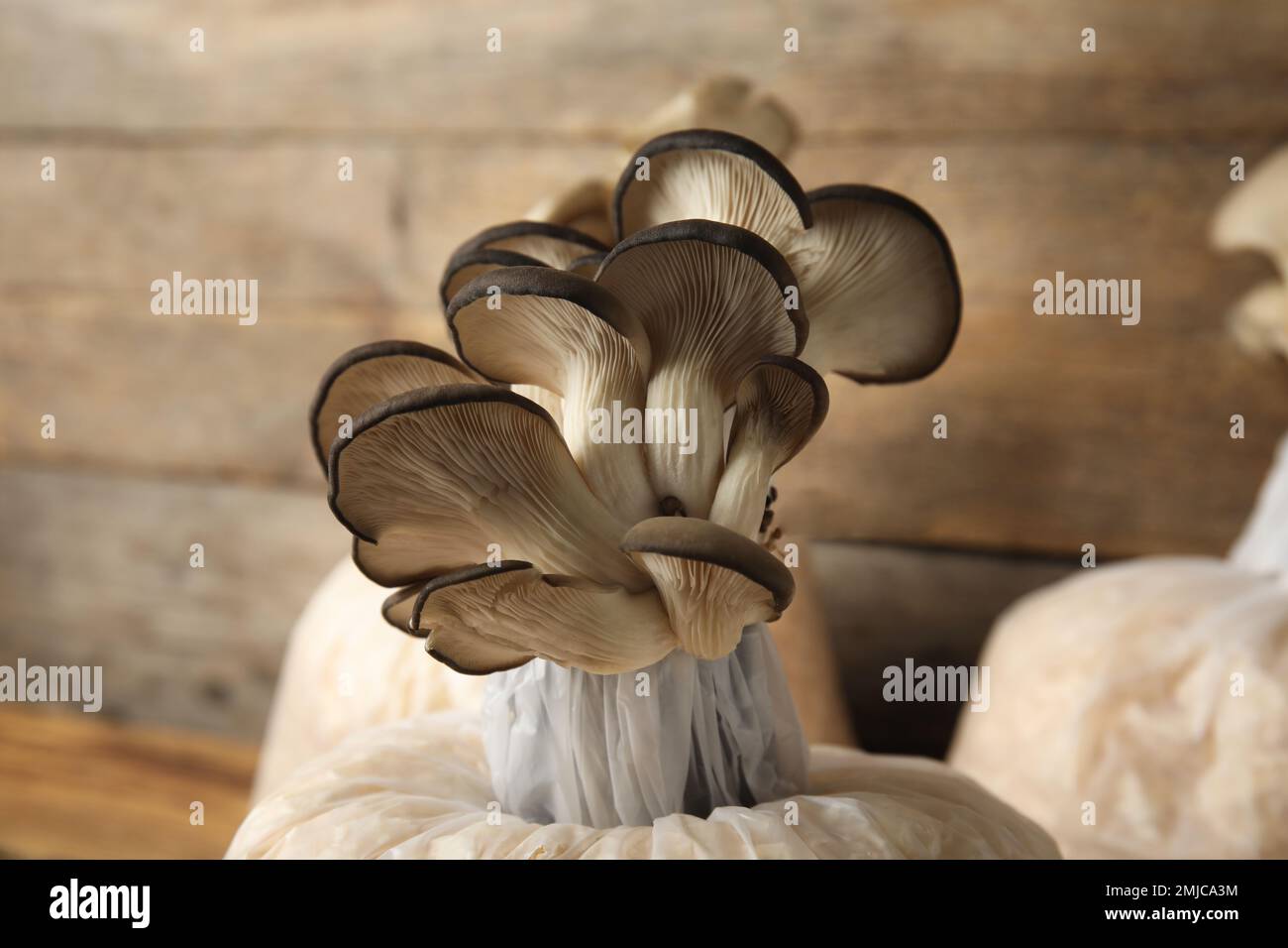 Oyster mushrooms growing in sawdust on wooden table, closeup. Cultivation of fungi Stock Photo