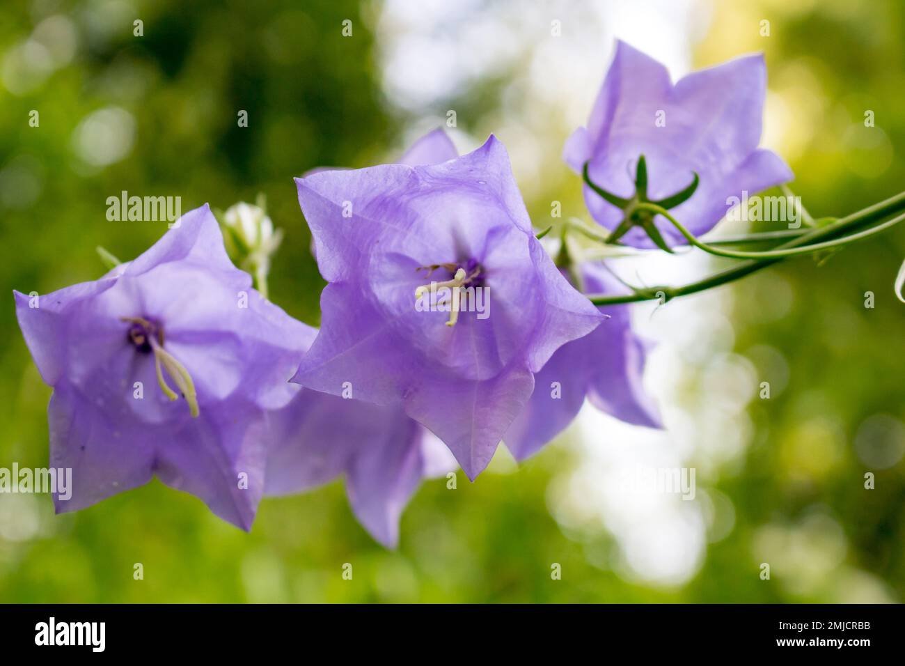 Bellflower or Campanula persicifolia in nature in July Stock Photo