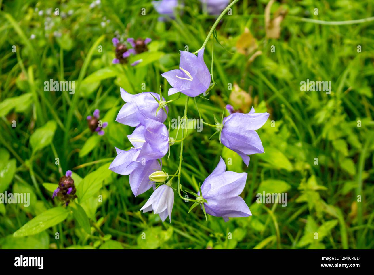 Bellflower or Campanula persicifolia in nature in July Stock Photo