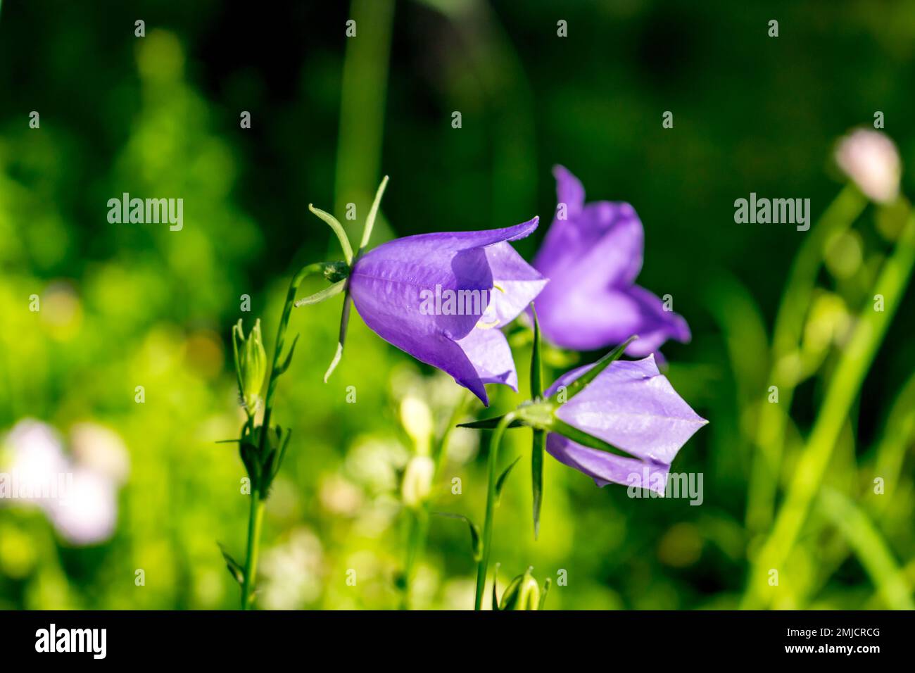 Bellflower or Campanula persicifolia in nature in July Stock Photo