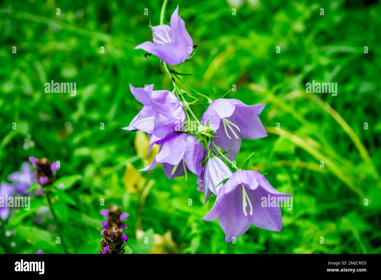 Bellflower or Campanula persicifolia in nature in July Stock Photo - Alamy