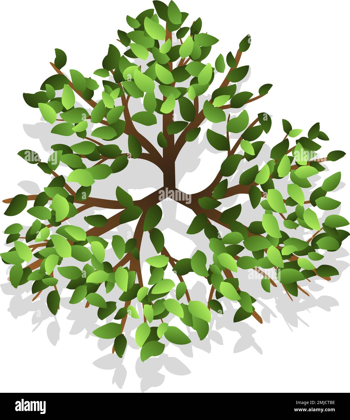 Green plant branches top view. Tree from above Stock Vector Image & Art