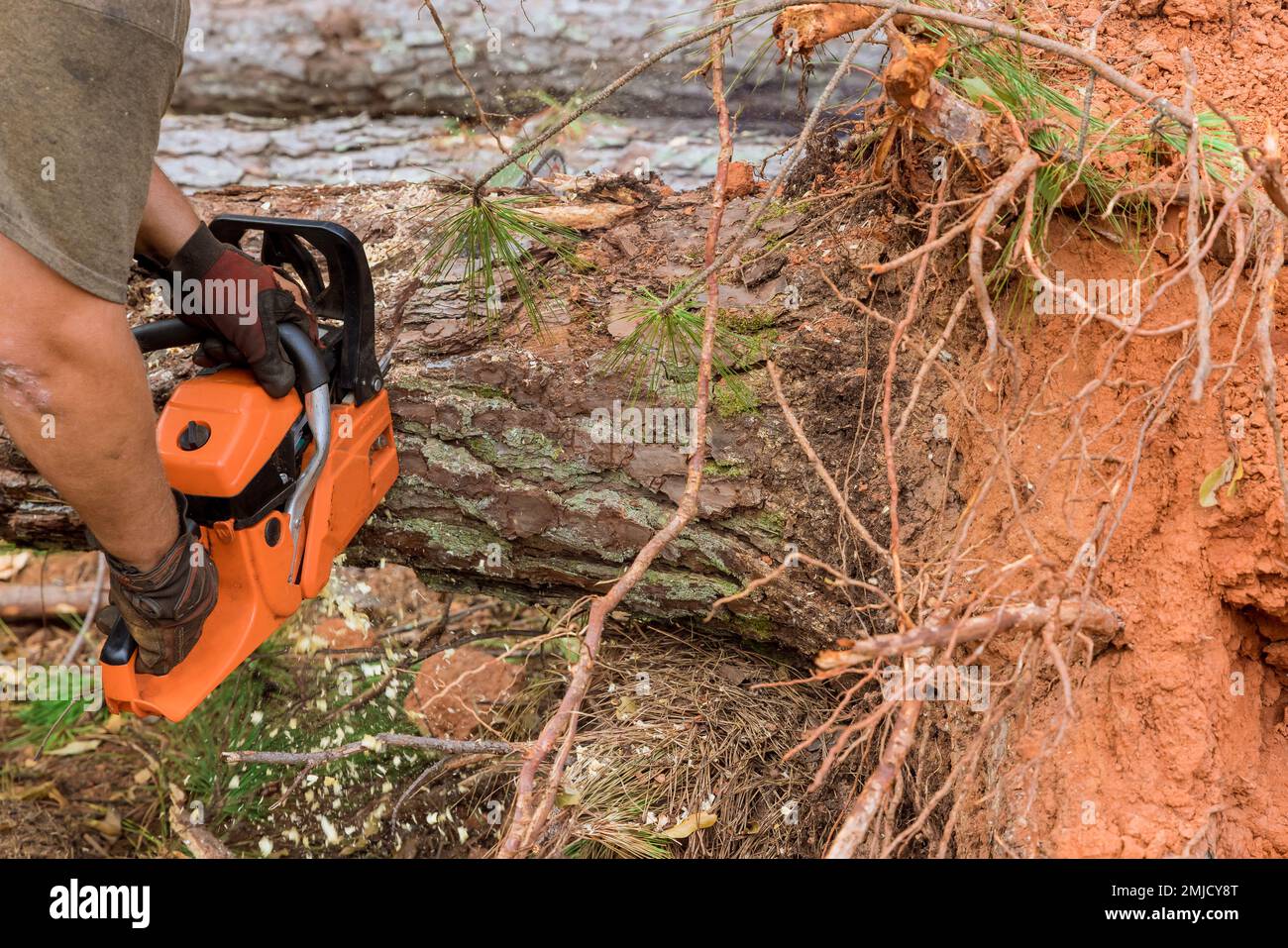 While cutting down trees with chainsaw, an employee is cutting trees with chainsaw resulting in destruction of forests as result. Stock Photo