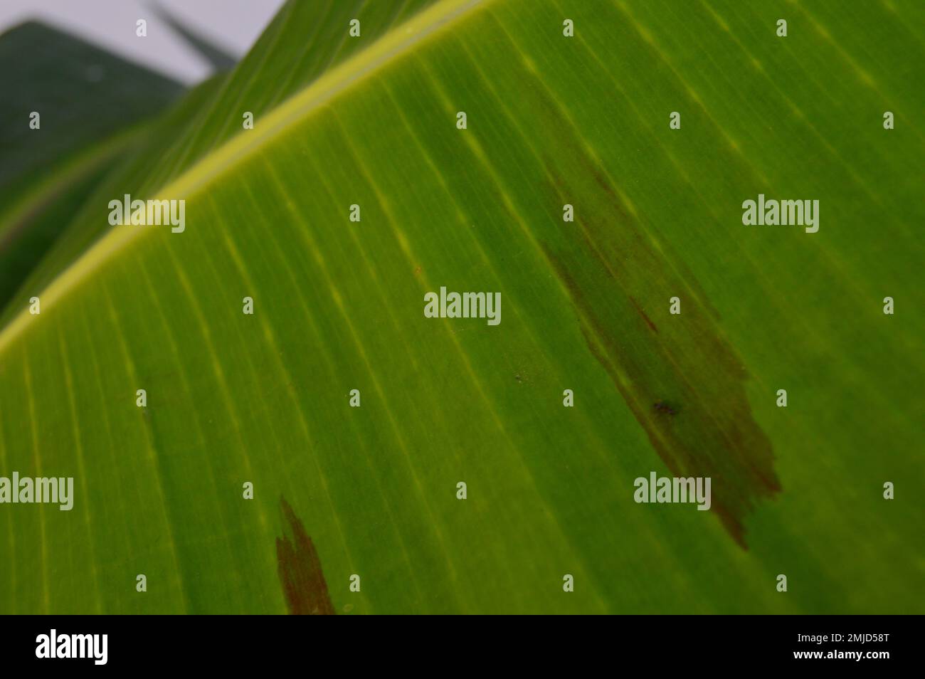 The photo of the split leaf shows the surface structure of the curved banana leaves and stems with natural colors, with blotches on the surface. Stock Photo
