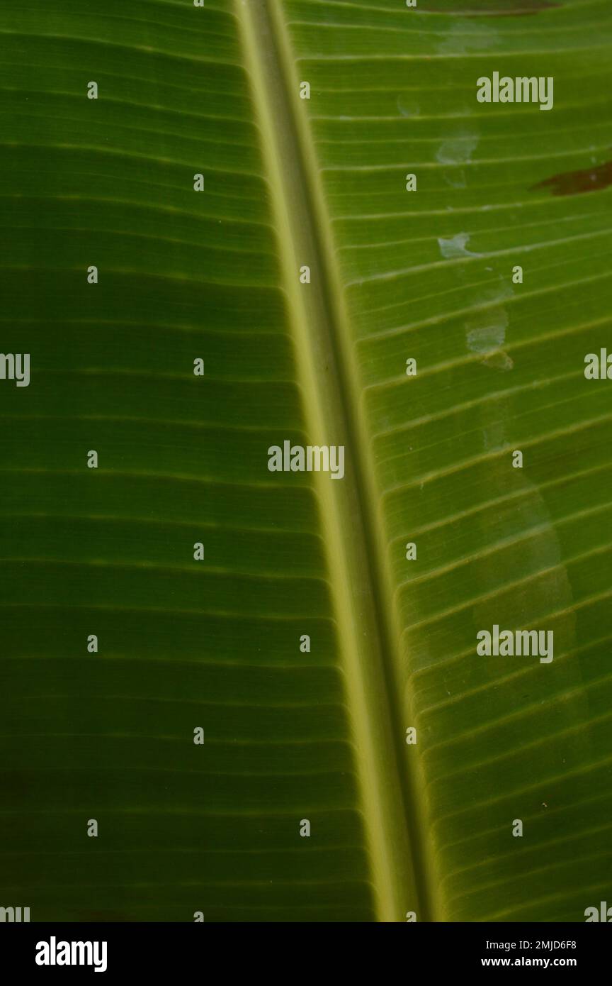 The photo of the split leaf shows the surface structure of the curved banana leaves and stems with natural colors, with blotches on the surface. Stock Photo