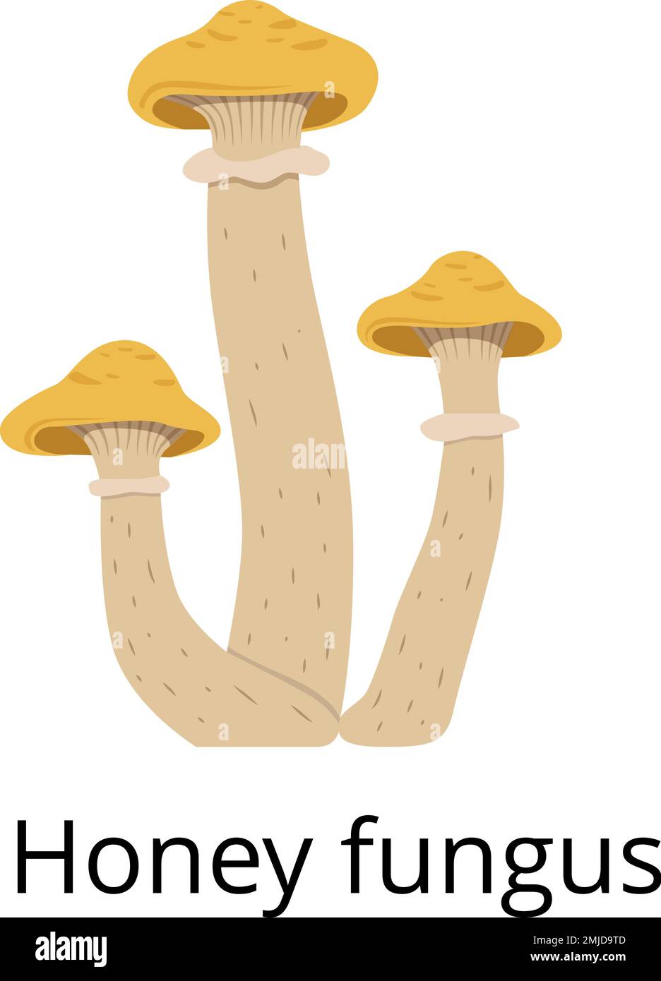 Wild mushroom. Honey fungus icon. Forest nature Stock Vector