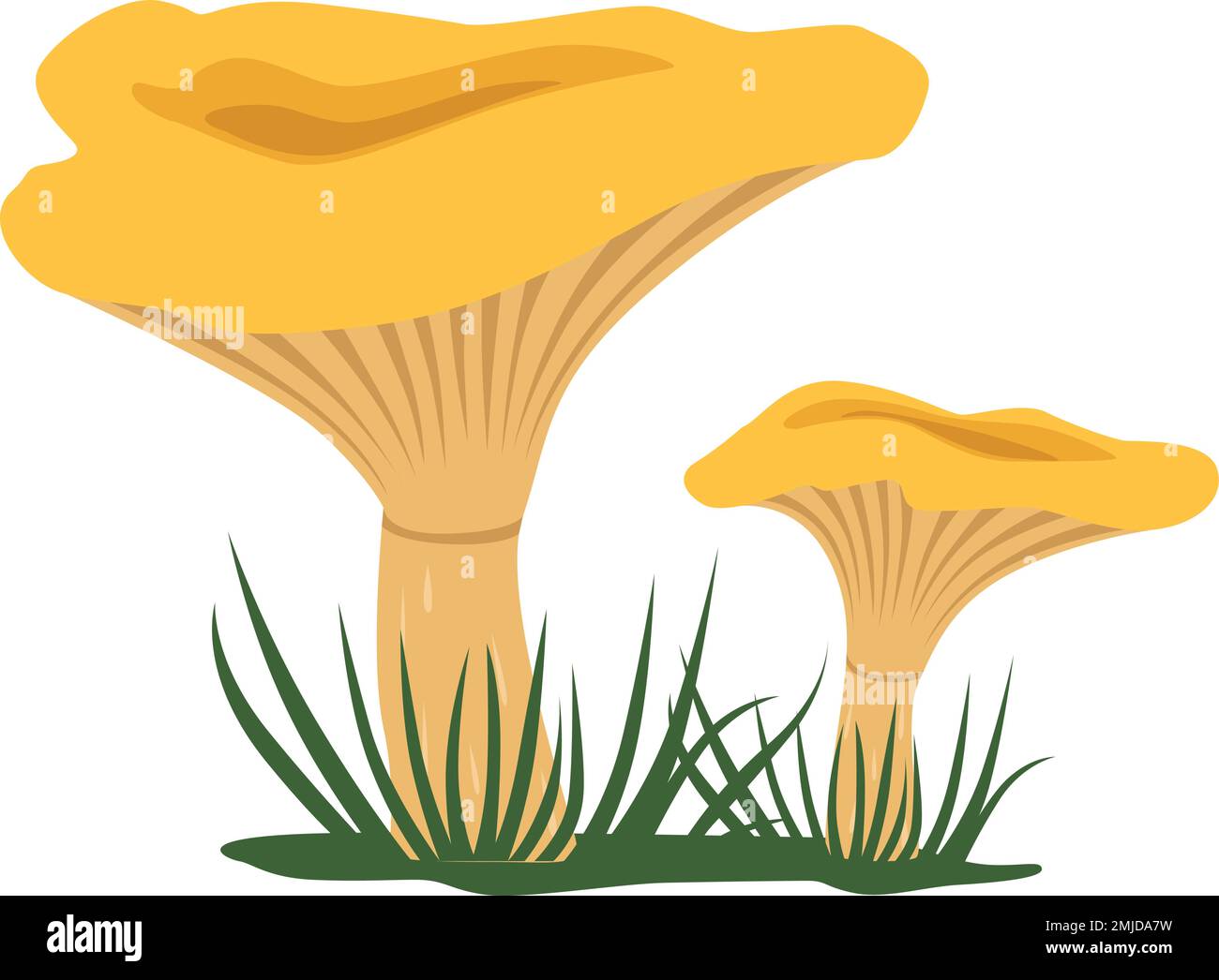 Growing chanterelle. Forest nature element. Cartoon mushroom Stock