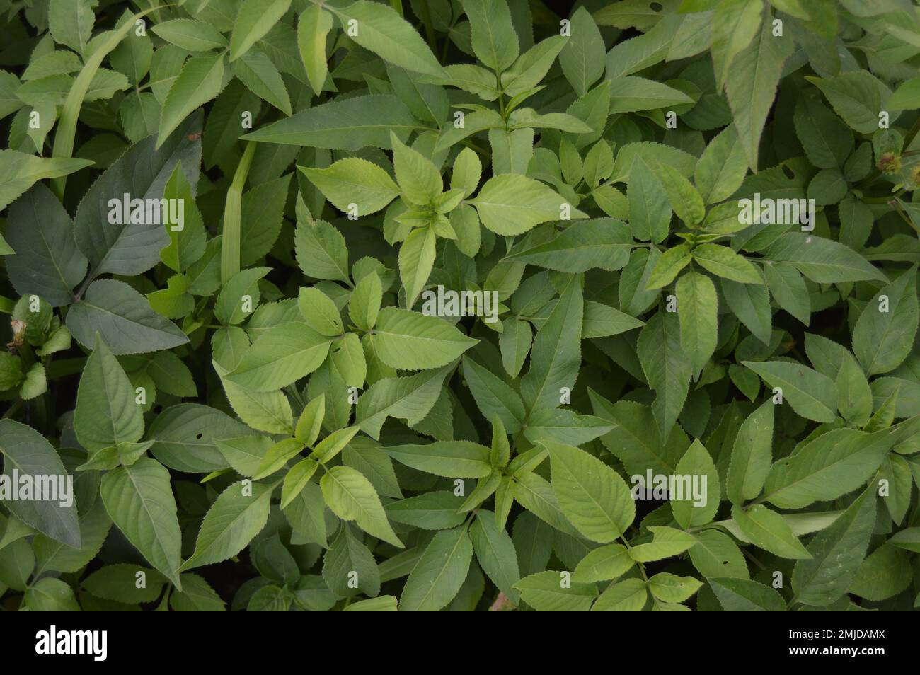 The green foliage of the Biden pilosa plant. Green background. Herbal plants. Stock Photo