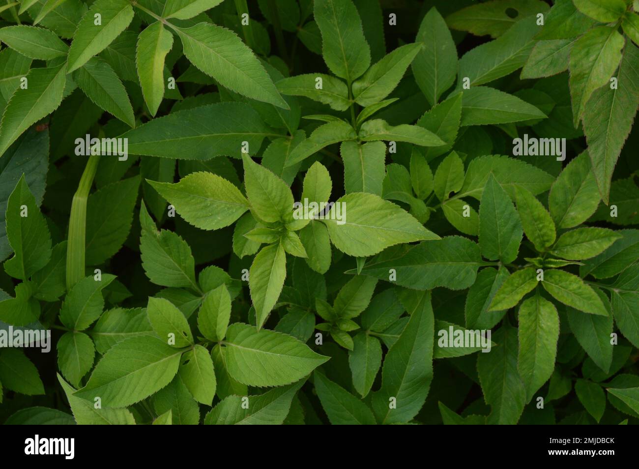 The green foliage of the Biden pilosa plant. Green background. Herbal plants. Stock Photo