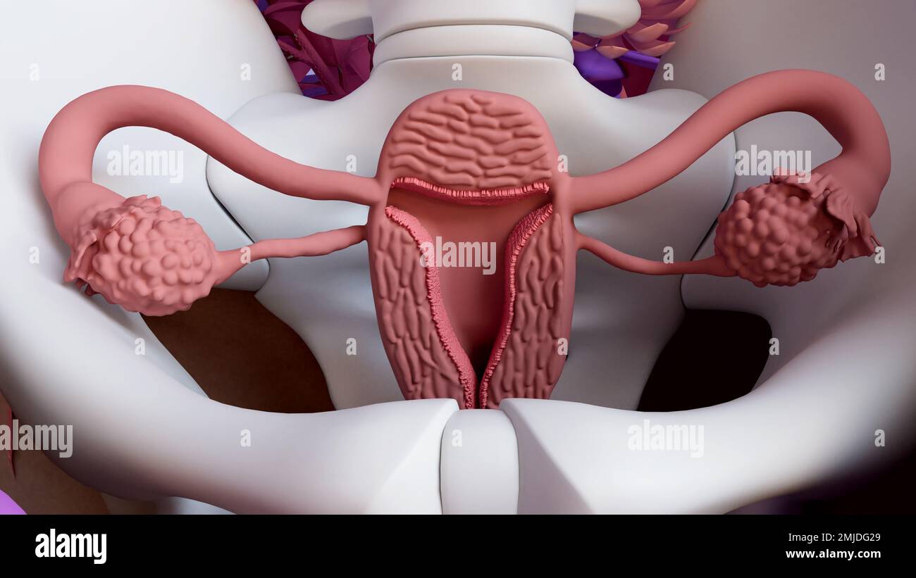 Female reproductive system, illustration Stock Photo