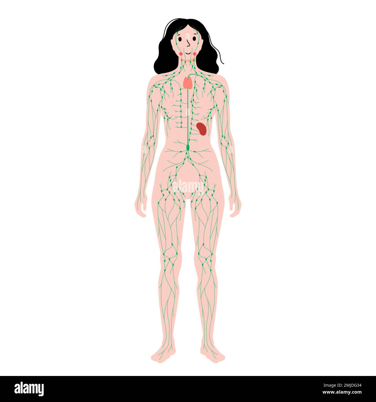 Lymphatic system, illustration Stock Photo