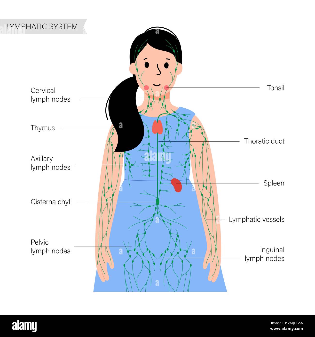 Lymphatic System Illustration Stock Photo Alamy