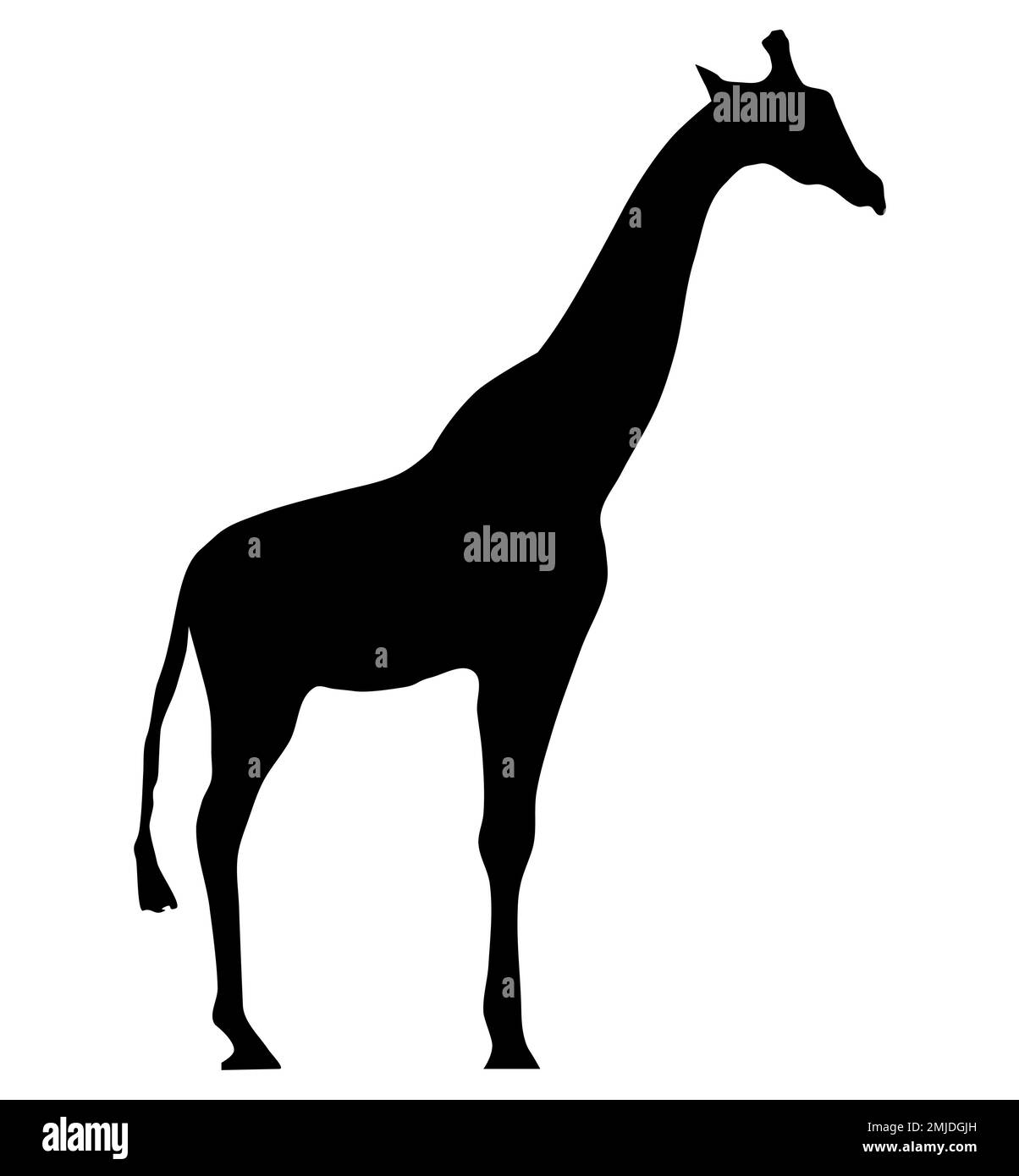 Vector illustration of a black silhouette giraffe. Isolated on white background. Icon or logo, giraffe side view profile. Stock Vector