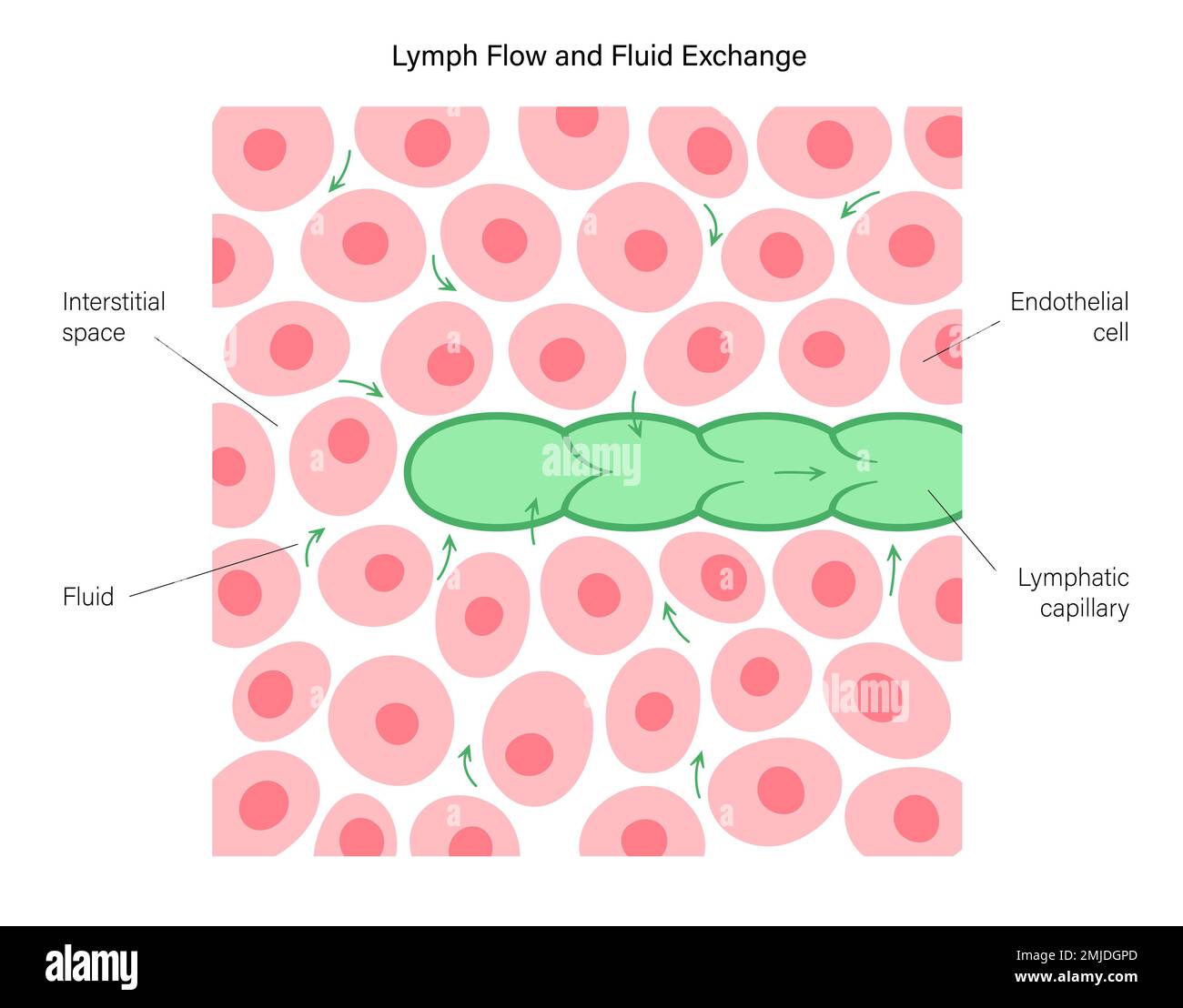 Lymphatic flow, conceptual illustration Stock Photo