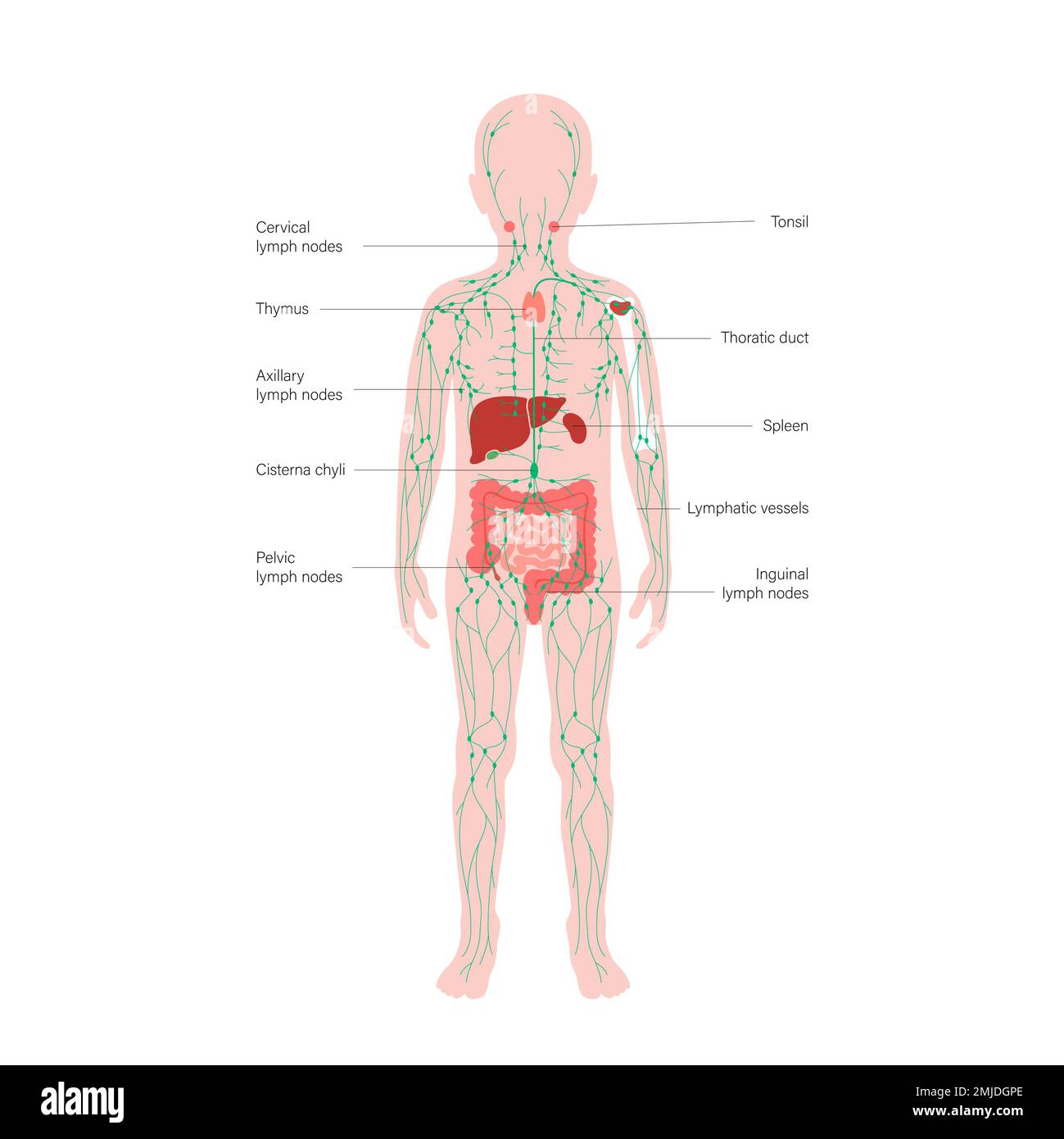 Lymphatic system and organs, illustration Stock Photo