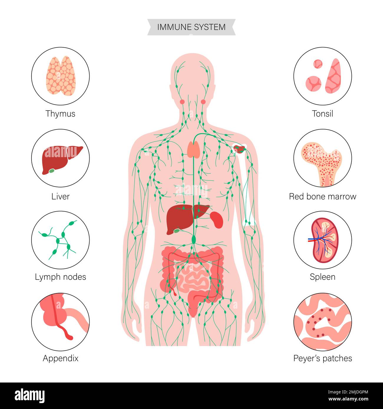 Lymphatic system and organs, illustration Stock Photo