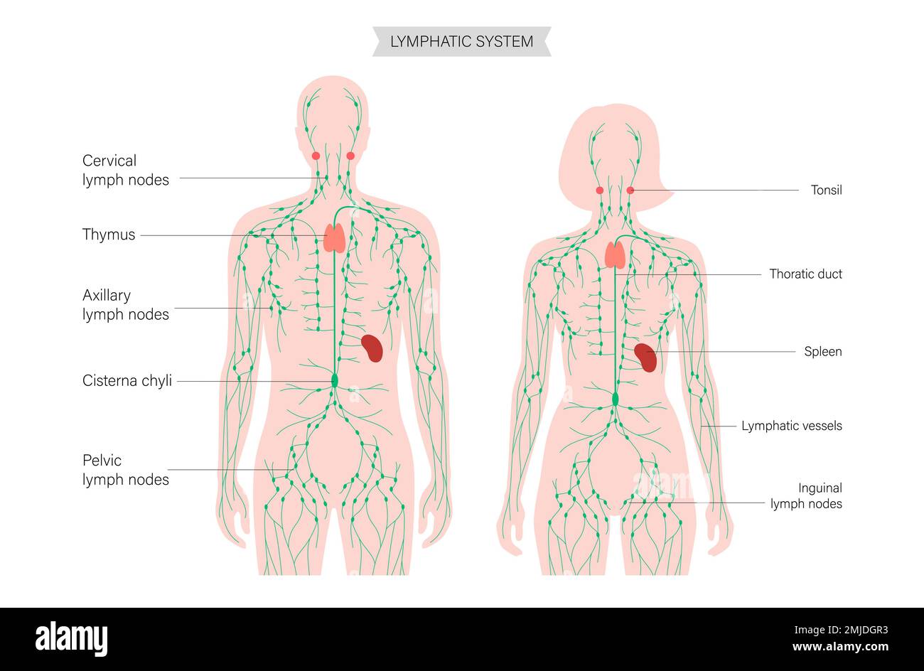Lymphatic system, illustration Stock Photo