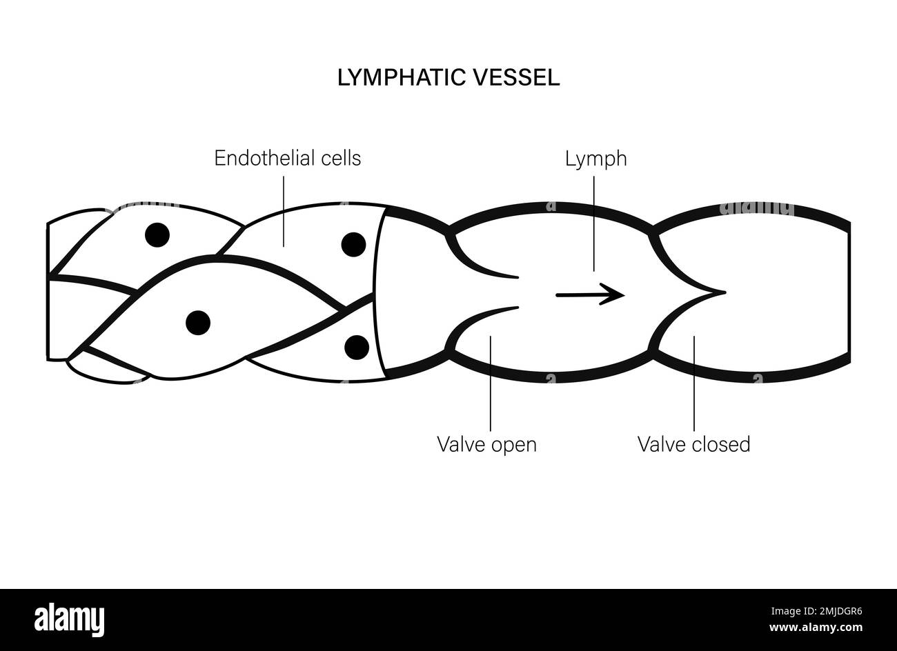 Lymphatic vessel, conceptual illustration Stock Photo