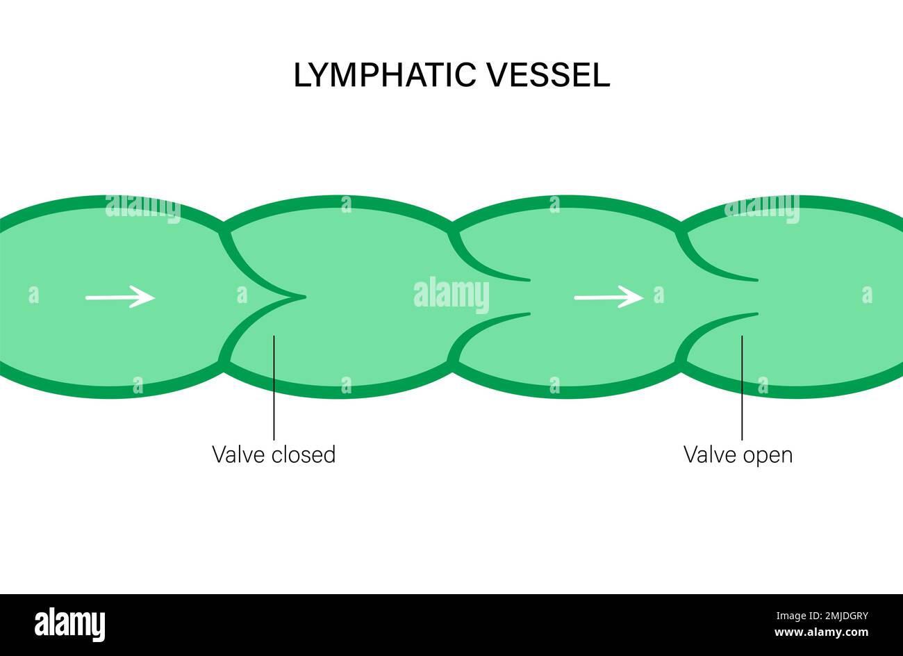 Lymphatic vessel, conceptual illustration Stock Photo