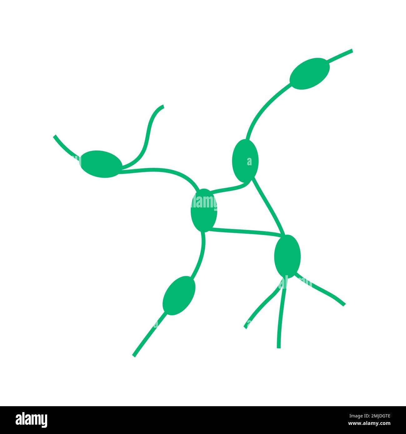 Lymph nodes, conceptual illustration Stock Photo